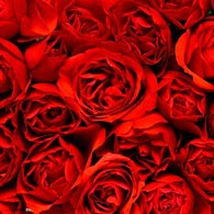 Роза красная (поштучно) Описание букета:Красная роза - символ страсти, любви и привязанности. Составьте букет из любого количества роз и покажите насколько сильна Ваша любовь.