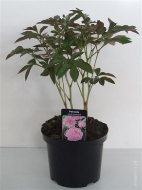 Пион Paeonia Lactiflora Grp  - Пион Paeonia Lactiflora Grp 