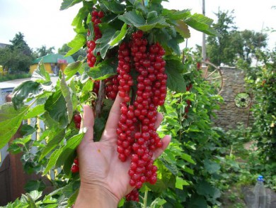 Красная смородина Ribes rubrum Rovada - Красная смородина Ribes rubrum Rovada