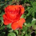 Роза  Парад - Роза  Парад
