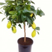 Цитрофортунелла цитрус лимон