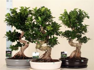 Бонсай  - Bonsai Ficus 60-70см - Бонсай  - Bonsai Ficus 60-70см