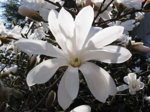 Магнолия Звездчатая Magnolia stellata Изящнейшая из магнолий, весьма эффектная в одиночной посадке и небольших группах на газоне или в сложных группах с высокорослыми магнолиями. Высота взрослого растения: 2.5 м  Описание  Листопадный кустарник или небольшое деревце с компактной, шаровидной кроной, до 2,5 м высотой. Ветви коричнево-серые, голые. Молодые побеги и почки густо покрыты волосками. Листья узкоэллиптические, до 12 см. Замечательны ее цветки, 8-10 см в диаметре, с многочисленными, лентообразными, вытянутыми, снежно-белыми лепестками, направленными во все стороны звездчато. Цветет задолго до появления листьев, продолжительно и раньше всех магнолий, лучше и продолжительнее в полутени. Семена в кораллово-красной оболочке.  Имеет две декоративные формы: розовую (f. rosea) и кейскую (f. keiskeis) — сильно ветвистый куст с более мелкими цветками пурпуровыми снаружи. Магнолия звёздчатая - это одна из самых изящных раннецветущих магнолий. Декоративна во время бутонизации и цветения. Цветет ежегодно и обильно. Растет медленно. Жаль только, что она уступает по морозостойкости своей ближайшей родственнице магнолии Кобус. Хотя известен успешный опыт ее культивирования в Подмосковье.     