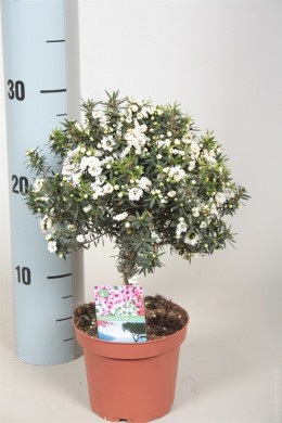 Лептоспермум, чайное дерево Leptospermum - Лептоспермум, чайное дерево Leptospermum