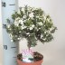 Лептоспермум, чайное дерево Leptospermum - Лептоспермум, чайное дерево Leptospermum