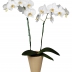 Орхидея - Фаленопсис  1 горшок - Орхидея - Фаленопсис  1 горшок