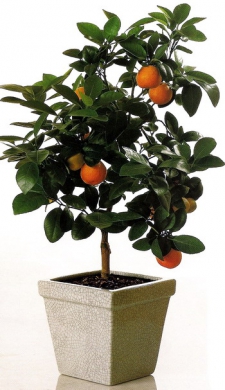 Мандариновое дерево с плодами - Мандариновое дерево с плодами
