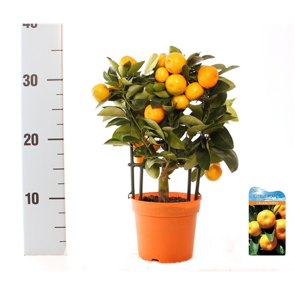 Mandarinovoe Derevo Citrofortunella V Gorshke Cena Ot 2200 Rub Kupit Derevo Mandarina V Moskve
