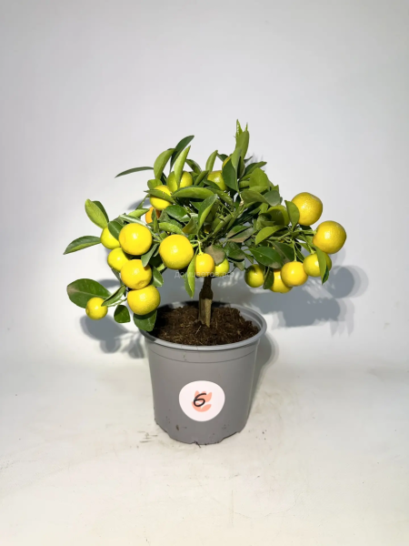 Цитрус комнатный, мандарин в горшке, домашний цитрус