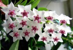Хойя Белла прекрасная Hoya Bella 