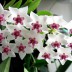 Хойя Белла прекрасная Hoya Bella  - Хойя Белла прекрасная Hoya Bella 