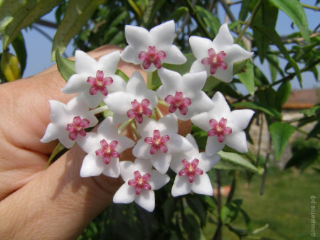 Хойя Белла прекрасная Hoya Bella 