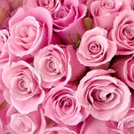 Роза розовая (поштучно) Розовые розы являются символом элегантности и изысканности. Розовые розы часто символизируют  начало отношений, некий намек на то чувство, которое, возможно в скором будущем, разгорится во всю силу и поразит двух влюбленных в самое сердце.