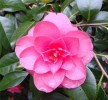 Домашний цветок Камелия японская