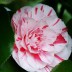 Домашний цветок Камелия японская - Домашний цветок Камелия японская