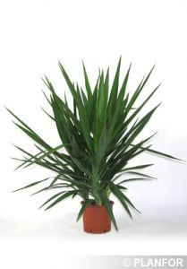 Юкка  Кроун Вариагата