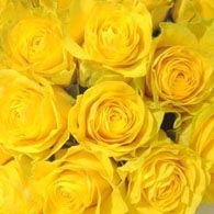 Роза желтая (поштучно) Розы желтые в букете означают проявление заботы. Желтый тон означает свободу и энергию. Желтые розы часто дарят в поздравительных целях. Часто их преподносят, чтобы отметить успех и выразить гордость за чьи-то достижения. Желтые розы способны примирить и забыть ссору.