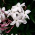 Комнатный цветок жасмин полиантовый - Комнатный цветок жасмин полиантовый