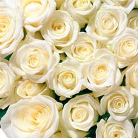 Роза белая (поштучно) Описание букета: Подарите букет из любого количества белоснежных роз и покажите, насколько чиста и искренна Ваша любовь.