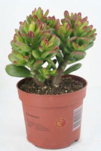 Крассула Хоббит Наименование лат. Crassula Крассула ХоббитПериод декоративности круглый год, цветение с мая по июльТемпература летом она любит много тепла и свежего воздуха, а зимой температуру ниже 15°С. Высота макс., м. 1.5Влажность устойчивы к сухому воздуху, но периодическое опрыскивание совершенно не повредит и будет иметь гигиенические целиПолив редкий полив весной и летом, с осени сокращается, и зимой практически не поливаютОсвещение яркое интенсивное, с прямыми солнечными лучами.Размножение листьями и стеблевыми черенками (и листья, и черенки подсушивают); также размножают семенами, но гораздо реже. Подкормка весной и летом 1 раз в две недели комплексным удобрением для комнатных растенийПроблемы устойчивы к болезням и вредителям.   Крассула, толстянка или денежное дерево или дерево счастья или обезьянье дерево - одно из самых выносливых комнатных растений. Ее необходимо содержать на светлом месте (на подоконнике) и не заливать - поливать только после высыхания верхнего слоя земли в горшке. При соблюдении этих двух простых правил этот вид растет дома совершенно без проблем. Денежное дерево (крассула) символизирует богатство и радости жизни. Правда, если вы ищете низкорослого компаньона для высоких суккулентов, то подойдет крассула общительная (С. socialis) родом из Южной Африки. У нее мясистые листья, часто с красным окаймлением, и толстый стебель, накапливающий воду, который помогает выжить растению, когда его забывают полить. Иногда у взрослой крассулы (толстянки) появляются маленькие белые цветочки. Она образует коврик из мясистых растущих пучками розеток, достигающих до 10 см в высоту, весной появляются белые цветки. Цветок предпочитает зимний минимум +6—7 °С., и много света, как зимой, так и летом.Посадите 5—10- сантиметровый кусочек стебля во влажную землю, поставьте на хорошо освещенное место и держите его в едва влажной почве.  