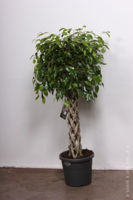 Фикус Бенджамина Безондер Кокер