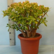 Крассула Сансет crassula sunset 