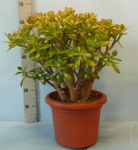 Крассула Сансет crassula sunset  Наименование лат. Crassula Крассула Сансет crassula sunsetПериод декоративности круглый год, цветение с мая по июльТемпература летом она любит много тепла и свежего воздуха, а зимой температуру ниже 15°С. Высота макс., м. 1.5Влажность устойчивы к сухому воздуху, но периодическое опрыскивание совершенно не повредит и будет иметь гигиенические целиПолив редкий полив весной и летом, с осени сокращается, и зимой практически не поливаютОсвещение яркое интенсивное, с прямыми солнечными лучами.Размножение листьями и стеблевыми черенками (и листья, и черенки подсушивают); также размножают семенами, но гораздо реже. Подкормка весной и летом 1 раз в две недели комплексным удобрением для комнатных растенийПроблемы устойчивы к болезням и вредителям.   Крассула, толстянка или денежное дерево или дерево счастья или обезьянье дерево - одно из самых выносливых комнатных растений. Ее необходимо содержать на светлом месте (на подоконнике) и не заливать - поливать только после высыхания верхнего слоя земли в горшке. При соблюдении этих двух простых правил этот вид растет дома совершенно без проблем. Денежное дерево (крассула) символизирует богатство и радости жизни. Правда, если вы ищете низкорослого компаньона для высоких суккулентов, то подойдет крассула общительная (С. socialis) родом из Южной Африки. У нее мясистые листья, часто с красным окаймлением, и толстый стебель, накапливающий воду, который помогает выжить растению, когда его забывают полить. Иногда у взрослой крассулы (толстянки) появляются маленькие белые цветочки. Она образует коврик из мясистых растущих пучками розеток, достигающих до 10 см в высоту, весной появляются белые цветки. Цветок предпочитает зимний минимум +6—7 °С., и много света, как зимой, так и летом.Посадите 5—10- сантиметровый кусочек стебля во влажную землю, поставьте на хорошо освещенное место и держите его в едва влажной почве.  