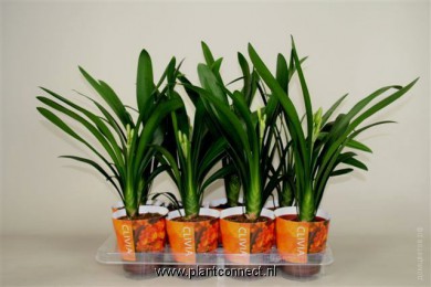 Кливия  Clivia miniata - Кливия  Clivia miniata