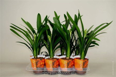 Кливия  Clivia miniata
