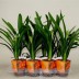 Кливия  Clivia miniata - Кливия  Clivia miniata