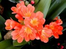 Кливия  Clivia miniata