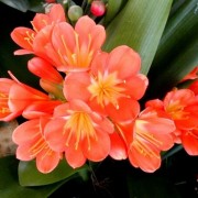 Кливия  Clivia miniata