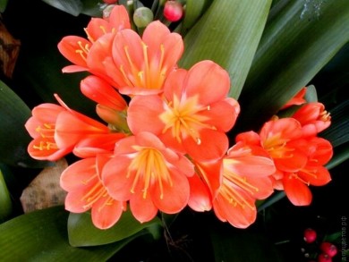 Кливия  Clivia miniata - Кливия  Clivia miniata