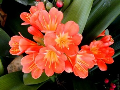 Кливия  Clivia miniata - Кливия  Clivia miniata