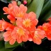 Кливия  Clivia miniata - Кливия  Clivia miniata