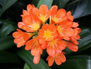 Кливия  Clivia miniata - Кливия  Clivia miniata