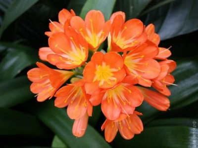 Кливия  Clivia miniata