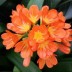 Кливия  Clivia miniata - Кливия  Clivia miniata