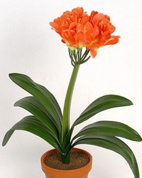 Кливия  Clivia miniata - Кливия  Clivia miniata