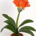 Кливия  Clivia miniata - Кливия  Clivia miniata