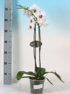 Фаленопсис Редлип 2 ствола  Наименование лат. Phalaenopsis Фаленопсис лиловый 2 стволаТемпература 25-30°С.Влажность требуют высокой влажностиПолив Обильный Освещение светолюбивыРазмножение СеменамиПодкормка В период ростаПроблемы Исходя из сложившихся природных условий, фаленопсисы в комнатных условиях круглый год нуждаются в теплом и влажном содержании.   Одни из первых орхидей Phalaenopsis (Фаленопсис) были обнаружены на острове Амбон (Молуккские острова) немецким путешественником и натуралистом Георгом Румпфиусом.Название рода происходит от греч. phalaina - ночная бабочка, мотылек, opsis - сходство: цветки по ворме напоминают бабочку.Фаленопсис (Phalaenopsis)  - самое менее неприхотливое из семейства орхиевидных, и для новичка разведение орхидей рекомендуется именно с него.Перед покупкой внимательно осмотрите растение:корешки - должны быть зеленые, серебристые. Хорошо просматриваемые через горшок (в основном он прозрачный), не в коем случае не гнилые (черного цвета, при нажатии - мягкие)листья - зеленые и плотные, без пятенВАЖНО:Пересаживать свежекупленное растение без надобности не стоитНи в коем случае не пересаживайте в обычную землю - Орхидеи растут в субстате (кора сосны)