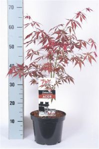 Клен веерный - Acer Palmatum atropurpurea