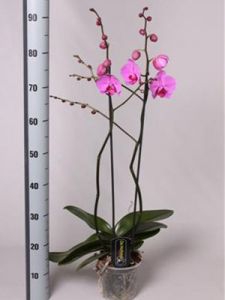 Фаленопсис лиловый 2 ствола  Наименование лат. Phalaenopsis Фаленопсис лиловый 2 стволаТемпература 25-30°С.Влажность требуют высокой влажностиПолив Обильный Освещение светолюбивыРазмножение СеменамиПодкормка В период ростаПроблемы Исходя из сложившихся природных условий, фаленопсисы в комнатных условиях круглый год нуждаются в теплом и влажном содержании.   Одни из первых орхидей Phalaenopsis (Фаленопсис) были обнаружены на острове Амбон (Молуккские острова) немецким путешественником и натуралистом Георгом Румпфиусом.Название рода происходит от греч. phalaina - ночная бабочка, мотылек, opsis - сходство: цветки по ворме напоминают бабочку.Фаленопсис (Phalaenopsis)  - самое менее неприхотливое из семейства орхиевидных, и для новичка разведение орхидей рекомендуется именно с него.Перед покупкой внимательно осмотрите растение:корешки - должны быть зеленые, серебристые. Хорошо просматриваемые через горшок (в основном он прозрачный), не в коем случае не гнилые (черного цвета, при нажатии - мягкие)листья - зеленые и плотные, без пятенВАЖНО:Пересаживать свежекупленное растение без надобности не стоитНи в коем случае не пересаживайте в обычную землю - Орхидеи растут в субстате (кора сосны)