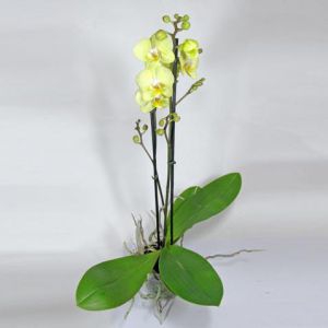 Фаленопсис лайм 2 ствола   Наименование лат. Phalaenopsis Фаленопсис лайм 2 стволаТемпература 25-30°С.Влажность требуют высокой влажностиПолив Обильный Освещение светолюбивыРазмножение СеменамиПодкормка В период ростаПроблемы Исходя из сложившихся природных условий, фаленопсисы в комнатных условиях круглый год нуждаются в теплом и влажном содержании.   Одни из первых орхидей Phalaenopsis (Фаленопсис) были обнаружены на острове Амбон (Молуккские острова) немецким путешественником и натуралистом Георгом Румпфиусом.Название рода происходит от греч. phalaina - ночная бабочка, мотылек, opsis - сходство: цветки по ворме напоминают бабочку.Фаленопсис (Phalaenopsis)  - самое менее неприхотливое из семейства орхиевидных, и для новичка разведение орхидей рекомендуется именно с него.Перед покупкой внимательно осмотрите растение:корешки - должны быть зеленые, серебристые. Хорошо просматриваемые через горшок (в основном он прозрачный), не в коем случае не гнилые (черного цвета, при нажатии - мягкие)листья - зеленые и плотные, без пятенВАЖНО:Пересаживать свежекупленное растение без надобности не стоитНи в коем случае не пересаживайте в обычную землю - Орхидеи растут в субстате (кора сосны)