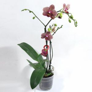 Фаленопсис желто-красный 2 ствола  Наименование лат. Phalaenopsis Фаленопсис желто-красный 2 стволаТемпература 25-30°С.Влажность требуют высокой влажностиПолив Обильный Освещение светолюбивыРазмножение СеменамиПодкормка В период ростаПроблемы Исходя из сложившихся природных условий, фаленопсисы в комнатных условиях круглый год нуждаются в теплом и влажном содержании.   Одни из первых орхидей Phalaenopsis (Фаленопсис) были обнаружены на острове Амбон (Молуккские острова) немецким путешественником и натуралистом Георгом Румпфиусом.Название рода происходит от греч. phalaina - ночная бабочка, мотылек, opsis - сходство: цветки по ворме напоминают бабочку.Фаленопсис (Phalaenopsis)  - самое менее неприхотливое из семейства орхиевидных, и для новичка разведение орхидей рекомендуется именно с него.Перед покупкой внимательно осмотрите растение:корешки - должны быть зеленые, серебристые. Хорошо просматриваемые через горшок (в основном он прозрачный), не в коем случае не гнилые (черного цвета, при нажатии - мягкие)листья - зеленые и плотные, без пятенВАЖНО:Пересаживать свежекупленное растение без надобности не стоитНи в коем случае не пересаживайте в обычную землю - Орхидеи растут в субстате (кора сосны)