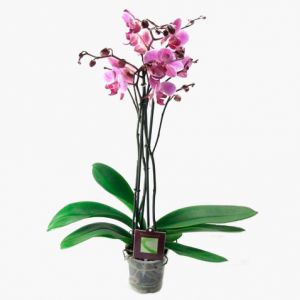 Фаленопсис Бостон 2 ствола Наименование лат. Phalaenopsis Фаленопсис Бостон 2 стволаТемпература 25-30°С.Влажность требуют высокой влажностиПолив Обильный Освещение светолюбивыРазмножение СеменамиПодкормка В период ростаПроблемы Исходя из сложившихся природных условий, фаленопсисы в комнатных условиях круглый год нуждаются в теплом и влажном содержании.   Одни из первых орхидей Phalaenopsis (Фаленопсис) были обнаружены на острове Амбон (Молуккские острова) немецким путешественником и натуралистом Георгом Румпфиусом.Название рода происходит от греч. phalaina - ночная бабочка, мотылек, opsis - сходство: цветки по ворме напоминают бабочку.Фаленопсис (Phalaenopsis)  - самое менее неприхотливое из семейства орхиевидных, и для новичка разведение орхидей рекомендуется именно с него.Перед покупкой внимательно осмотрите растение:корешки - должны быть зеленые, серебристые. Хорошо просматриваемые через горшок (в основном он прозрачный), не в коем случае не гнилые (черного цвета, при нажатии - мягкие)листья - зеленые и плотные, без пятенВАЖНО:Пересаживать свежекупленное растение без надобности не стоитНи в коем случае не пересаживайте в обычную землю - Орхидеи растут в субстате (кора сосны)