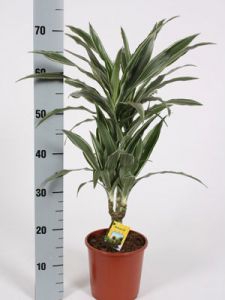 Драцена Варнески 2 ствола Наименование лат. Dracaena  Период декоративности круглый год  Температура 18-21 С.  Высота макс., м. 2.5  Влажность умеренная  Полив регулярный, избегать переувлажнения  Освещение яркое, избегать прямых солнечных лучей  Размножение верхушечными черенками  Подкормка раз в 3 недели  Проблемы загнивание корней от переувлажнения   Семейство драценовых. Родина - тропические районы Африки и Азии, Канарские острова. При выборе драцены для квартиры необходимо учитывать, сколько ей будет предоставлено места, т.к. среди разнообразных видов драцен есть и гигантские и карликовые, и обычной формы растения. Вообще драцены считаются не трудным растением, но все зависит от вида. Самые неприхотливые виды - Драцена окаймленная , Драцена дракон и Драцена Годсефа - они выносят затененность и пониженную температуру зимой. Другие же виды в большинстве своем достаточно требовательные растения.За драценами все же нужен элементарный уход - протирание листьев от пыли, омолаживание старых растений, предоставление периода покоя, который длится с октября по январь.