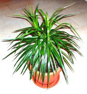 Драцена  Маргината  Кроун Наименование лат. Dracaena  Период декоративности круглый год  Температура 18-21 С.  Высота макс., м. 2.5  Влажность умеренная  Полив регулярный, избегать переувлажнения  Освещение яркое, избегать прямых солнечных лучей  Размножение верхушечными черенками  Подкормка раз в 3 недели  Проблемы загнивание корней от переувлажнения   Вечнозеленое дерево родом из субтропиков и тропиков Южной Азии и Африки. Один из самых выносливых представителей популярнейшего семейства драцен. Для Драцены Маргинаты Кроун наличие естественного освещения обязательно. Уже с первых дней пребывания растения у вас дома начинайте его опрыскивать 1-2 раза в день, уделяя особое внимание кончикам листьев. Если драцена пришла к вам в транспортировочном горшке, ее необходимо пересадить через две-три недели.  