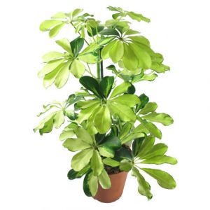 Шеффлера Мелани Наименование лат. Schefflera  Период декоративности круглый год  Температура 18-21 С.  Высота макс., м. 2.5  Влажность умеренная  Полив обильный, зимой умеренный  Освещение яркое, избегать прямых солнечных лучей  Размножение черенками  Подкормка раз в 4 недели  Проблемы опадание листвы в результате температурных колебаний   Растение из семейства аралиевых, родина его - Австралия, Тайвань, Новая Гвинея. В комнатных условиях не цветет. Количество листочков с возрастом меняется от 4 до 12, меняется и окраска листьев. Встречаются разновидности шефлеры со смешанной окраской листьев, с желтыми наплывами.    
