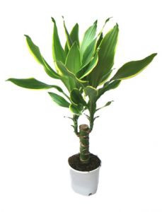 Драцена  Голден Кост